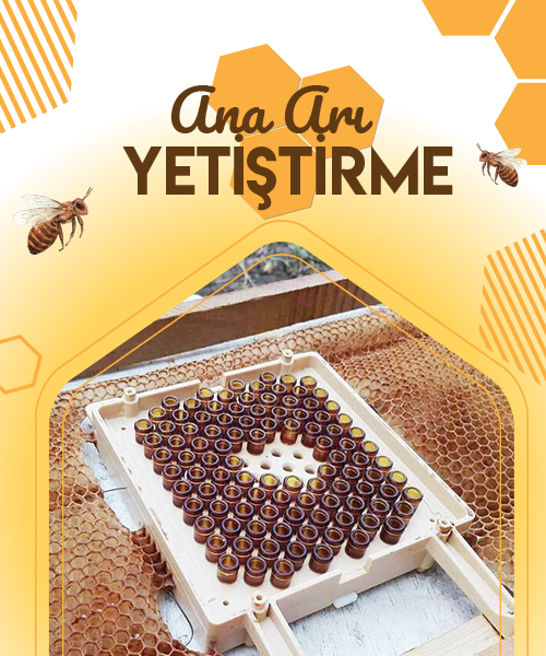 Ana Arı Yetiştirme Seti