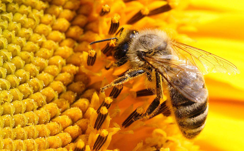 arılarda nosema hastalığı