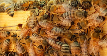 Arılarda Nosema Hastalığı