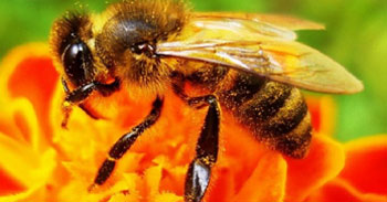 ProPolis Nedir?