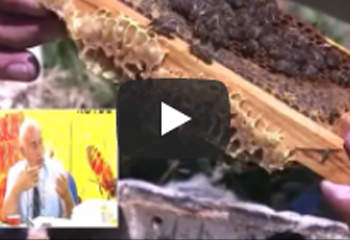 13.07.2017 Köyde Arıcılık Bölüm 4