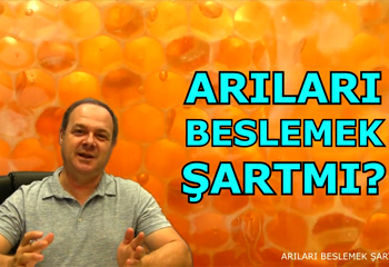 Arıları Beslemelimiyiz? (Arıları Beslemek Şart Mı?)