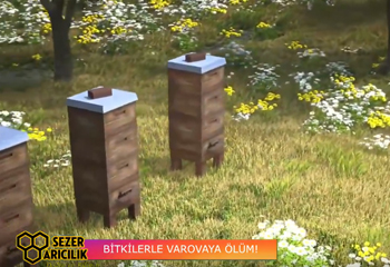 Bitkilerle Varroaya Ölüm ( Clean Var Bee ile Varroaya Kökten Çözüm )